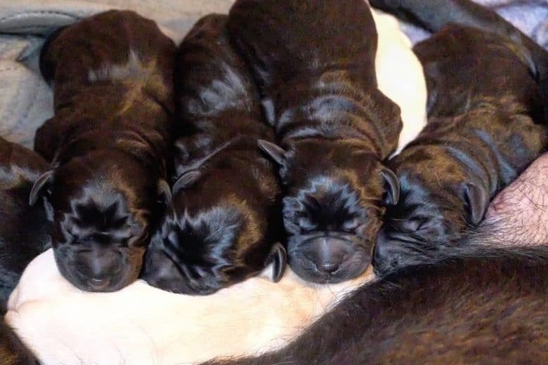 Newborn labrador Retriever szczenięta