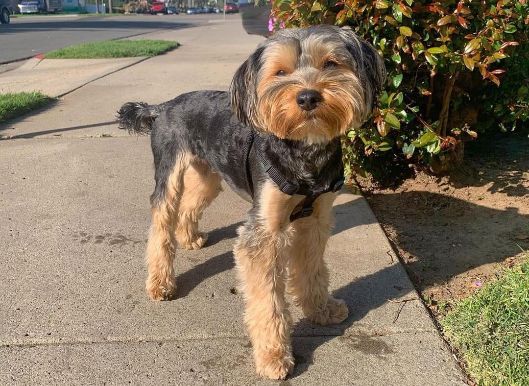 Schnauzer Mixes 30 Different Schnauzer Crossbreeds K9 