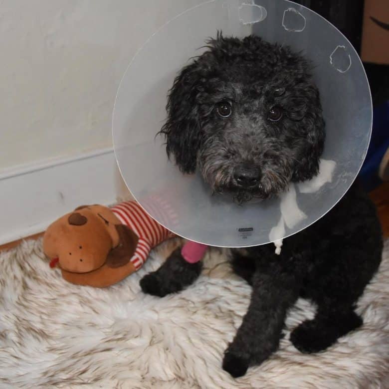 A Newfie-Doodle mix wearing a dog cone and sitting comfortably on a fluffy blanket