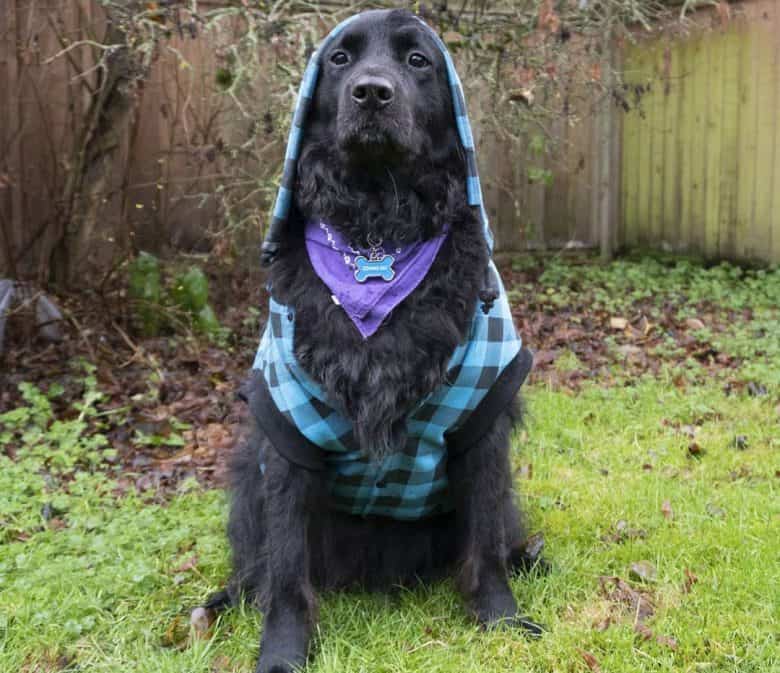 Newfoundland Chow mix dog sitting outside