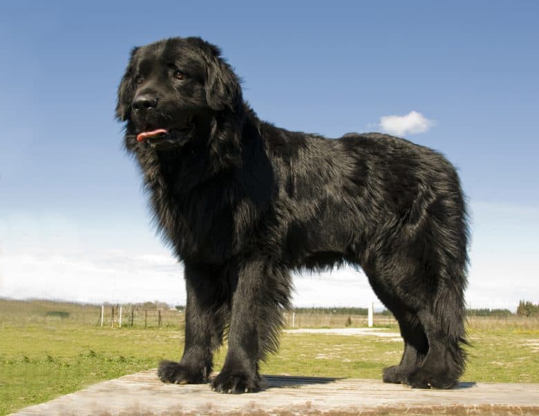 A standing black Newfoundland dog standing
