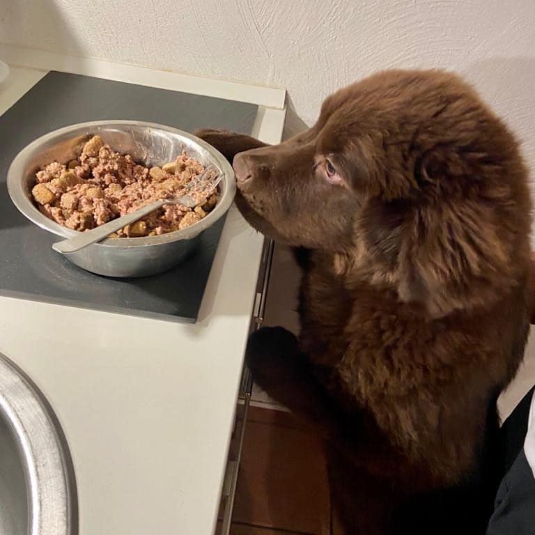 A hungry Newfoundland puppy can't wait for his food