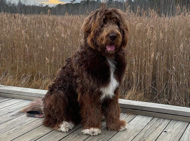 A Newfy Poodle sitting outdoors during sunset