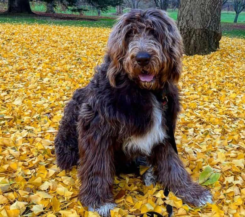 A Newfypoo sitting on dried leaves