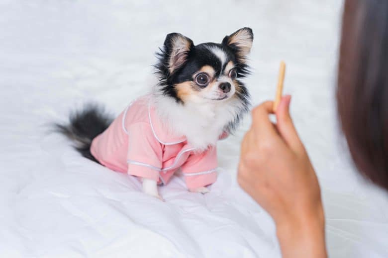 Behave Chihuahua eagerly waiting for its treat