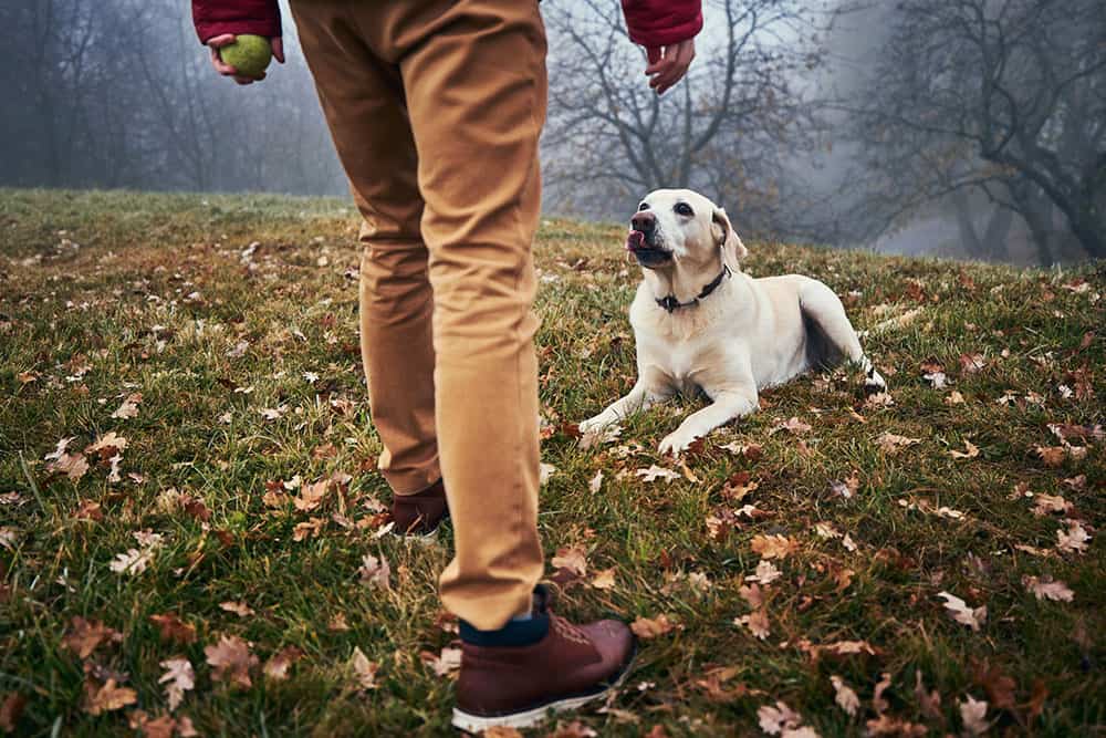 Steps on How to be the Alpha Leader of Your Dog K9 