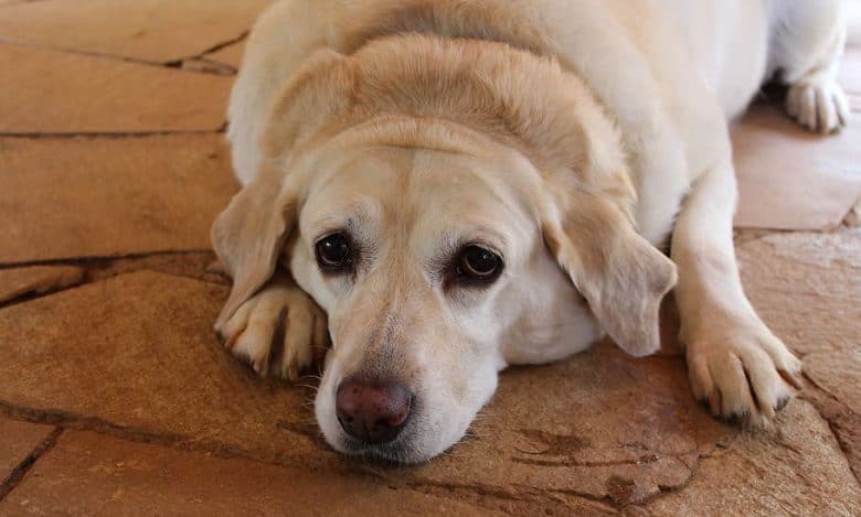 Obese Labrador Retriever lying on the ground