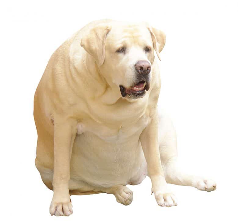  Portrait de Labrador Retriever obèse 