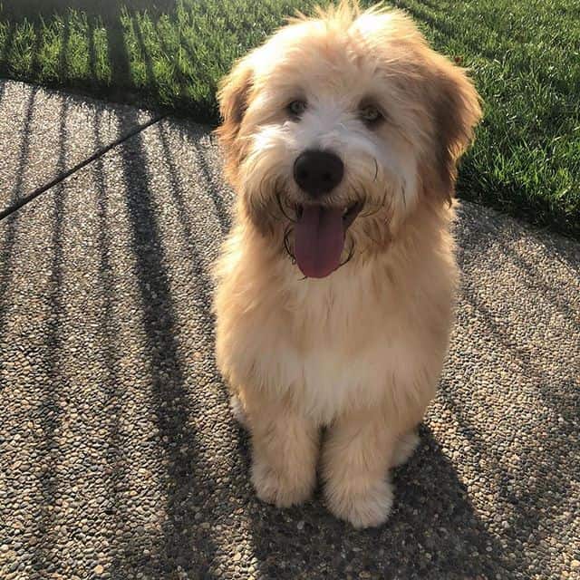 Outdoor portrait of a smiling Whoodle