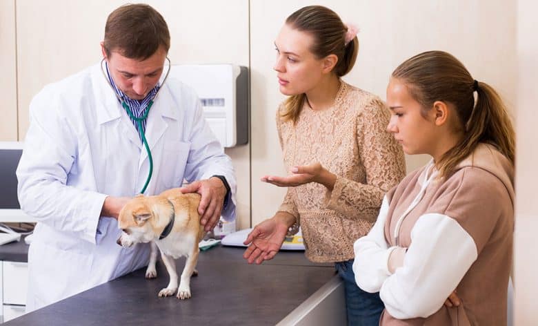 Owners asking the veterinarian about the findings of her Chihuahua dog