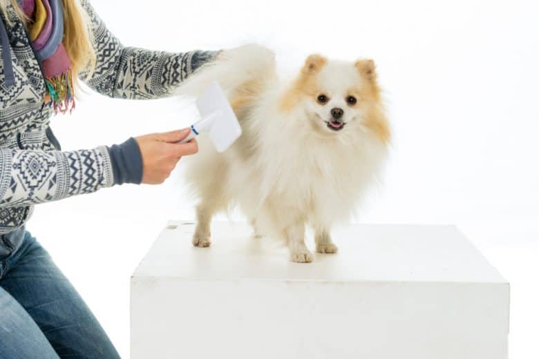 Owner grooming and combing her Pomeranian dog