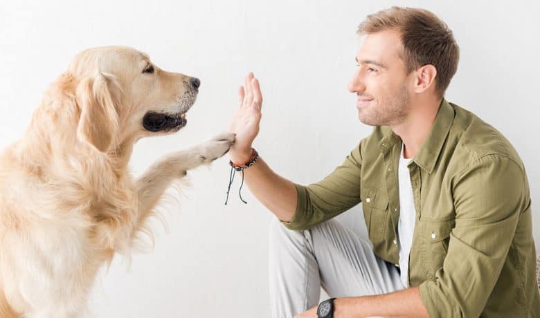 Owner train his Golden Retriever dog to give high five