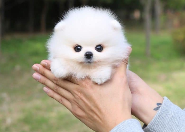 Good names for small white dogs sale