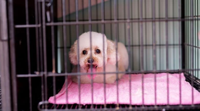 Panting dog inside a big crate