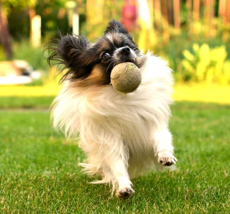A Papillon dog catching a tennis ball in the park