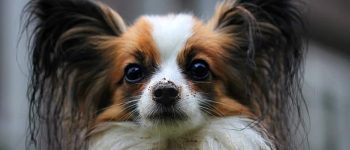 a Papillon dog close-up image