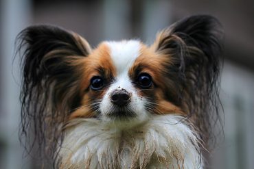 a Papillon dog close-up image
