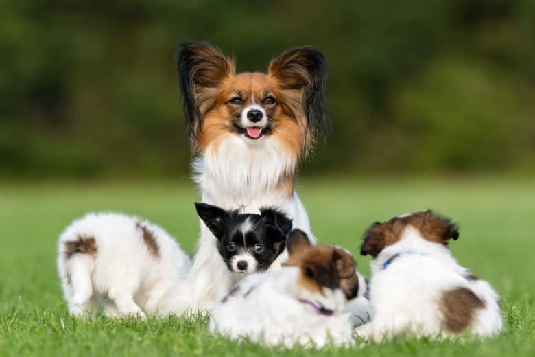 A Papillon mother with her pups loving the sun