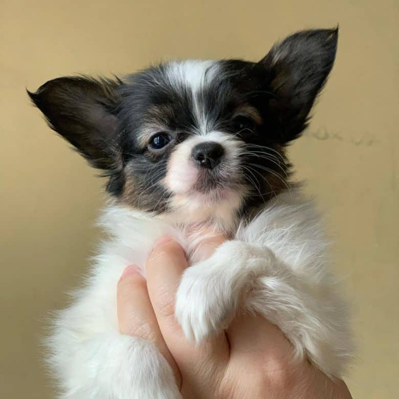 A Papillon puppy being held