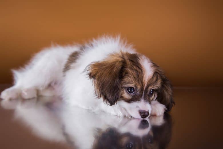 A bored Papillon puppy 