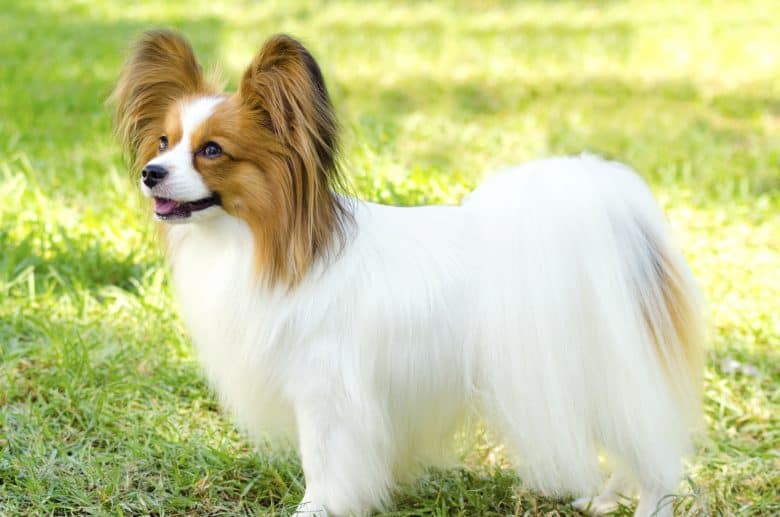 A confident and beautiful Papillon standing