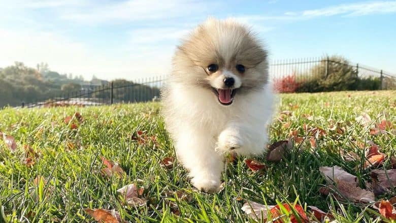 Parti-color Pomeranian dog running on the field