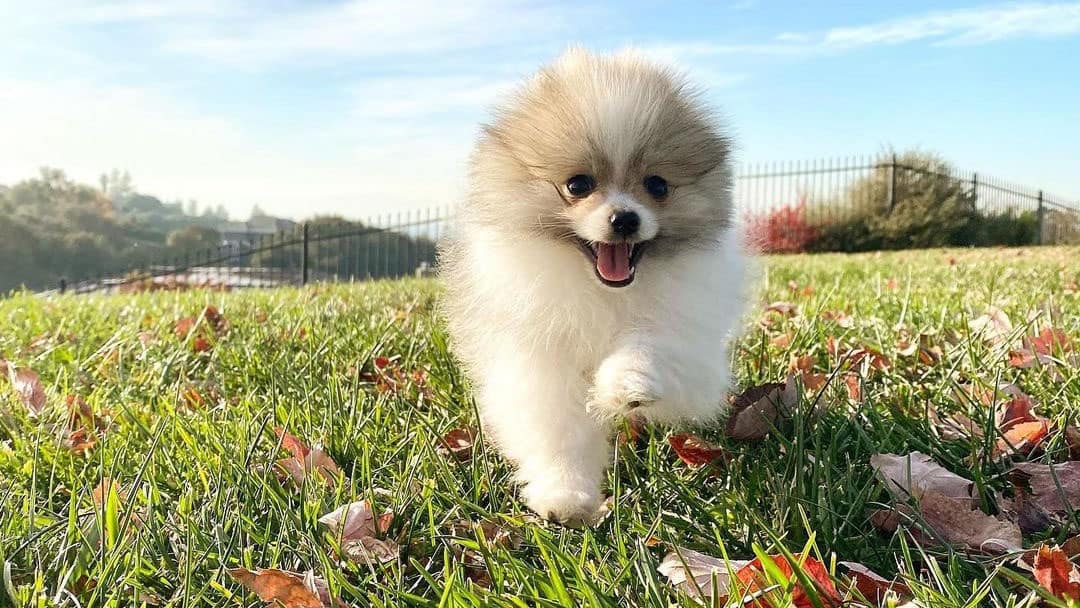 Pomeranian Colors The Standard & Rare Pom Coat Colors K9 