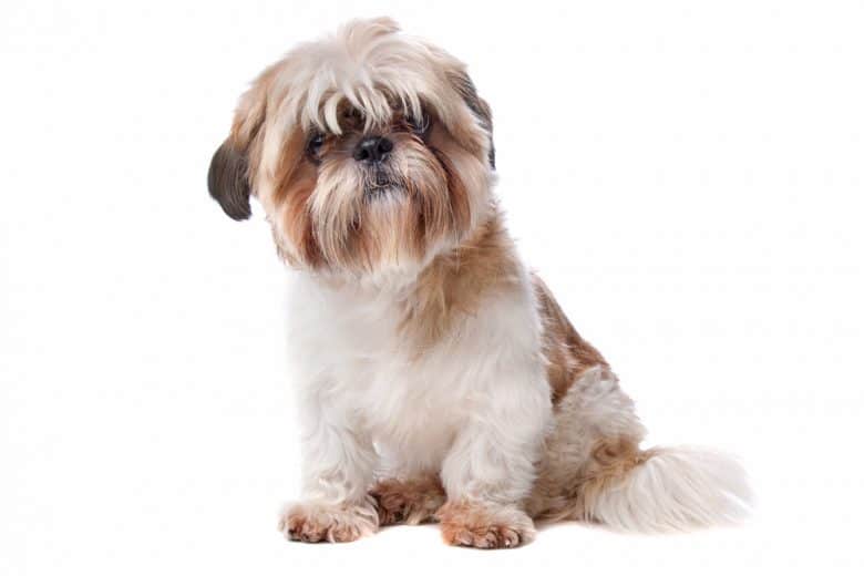 Parti-color Shih Tzu dog portrait