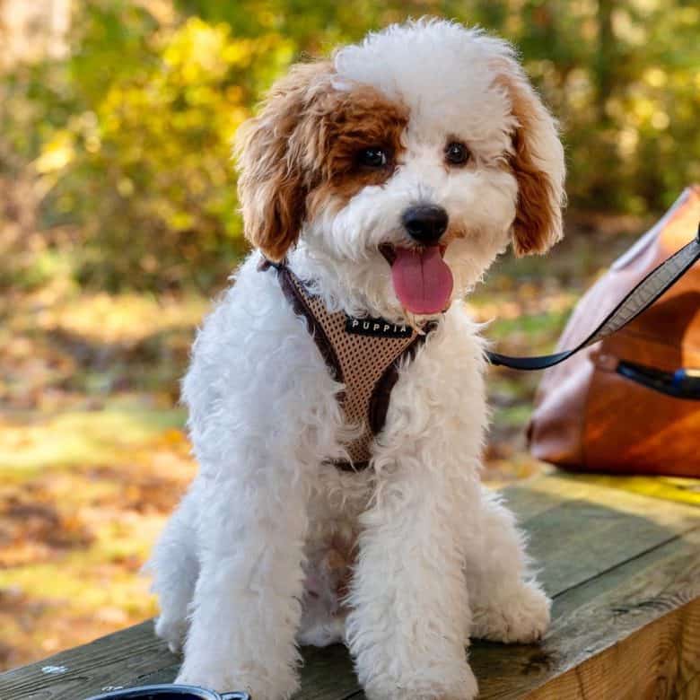 Handsome Parti Poodle dog portrait