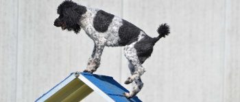 Parti Poodle balancing on an a-frame