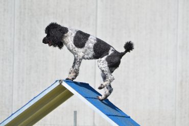 Parti Poodle balancing on an a-frame