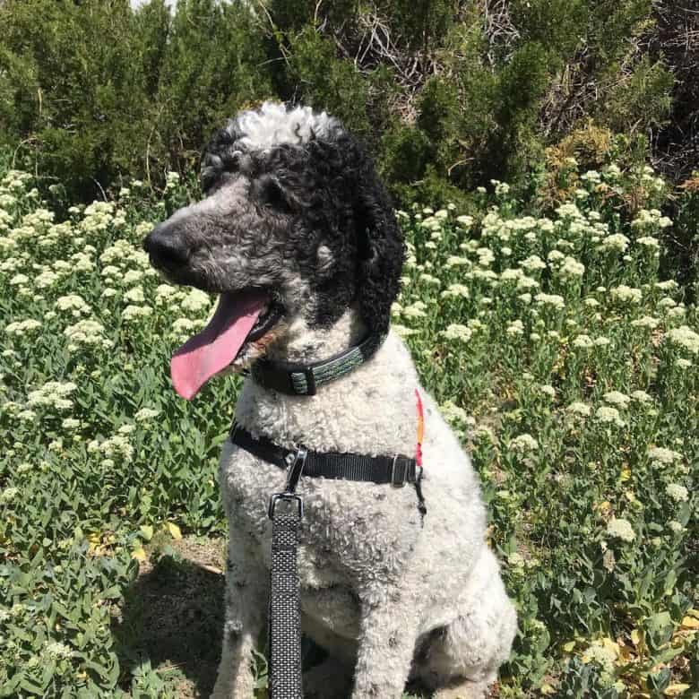 A Parti Poodle sticking out its tongue