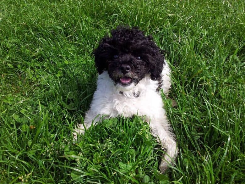 A Parti Poodle loving the grass
