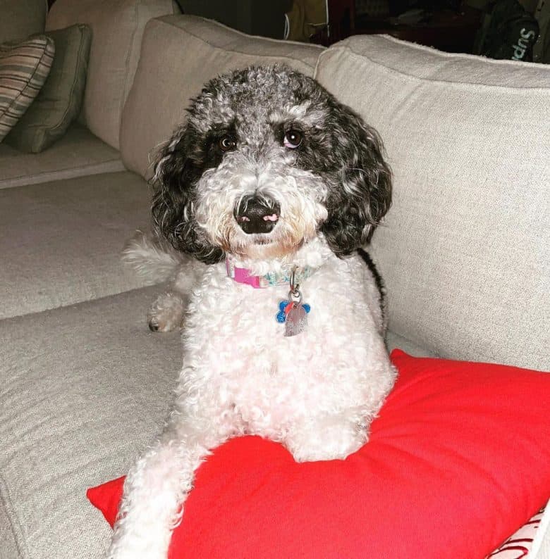 A black and white Parti Poodle on a couch