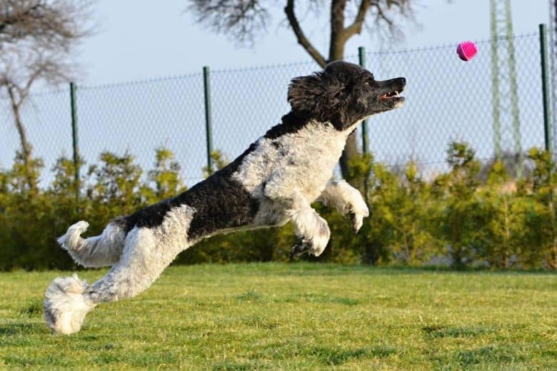 Parti Poodle jumping and trying to catch the pink ball