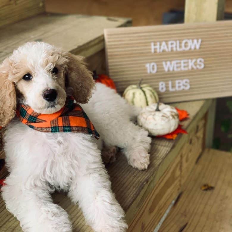 A Parti Poodle puppy celebrating its 10week old day