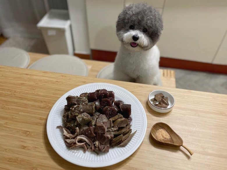 Parti Poodle waiting for food