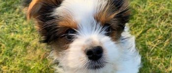 a fluffy Parti Yorkie sitting on the grass