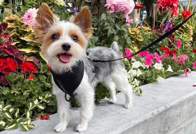 a happy Parti Yorkie standing near a garden