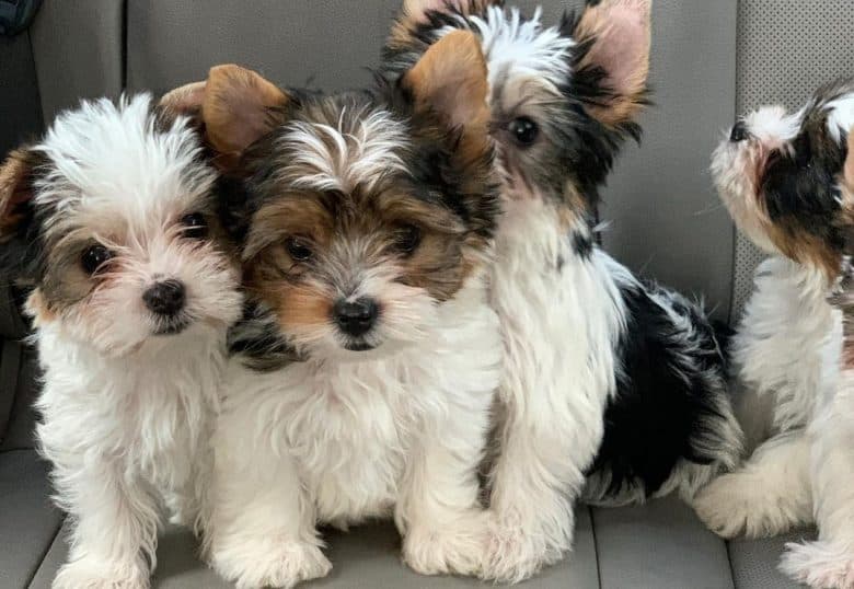 Parti Yorkie puppies cuddling on a moving car