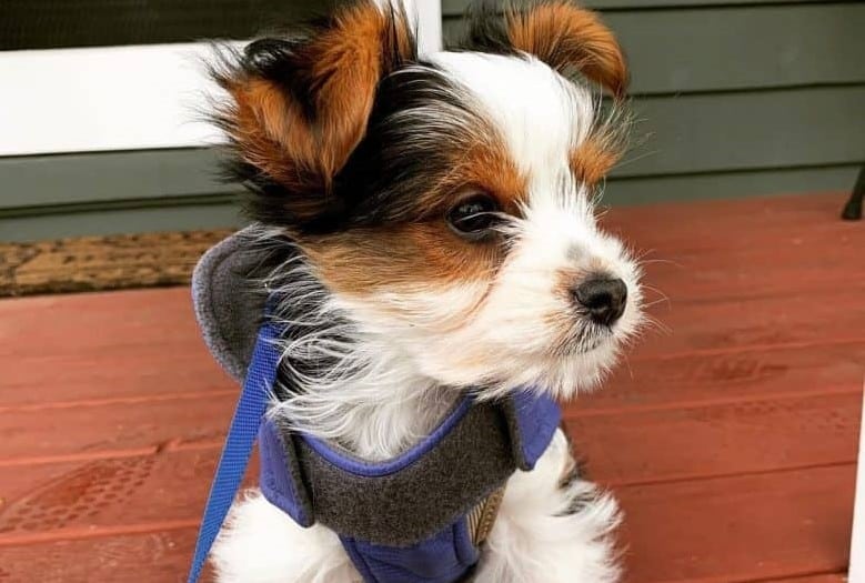a Parti Yorkie looking to the left while sitting on a wooden bench