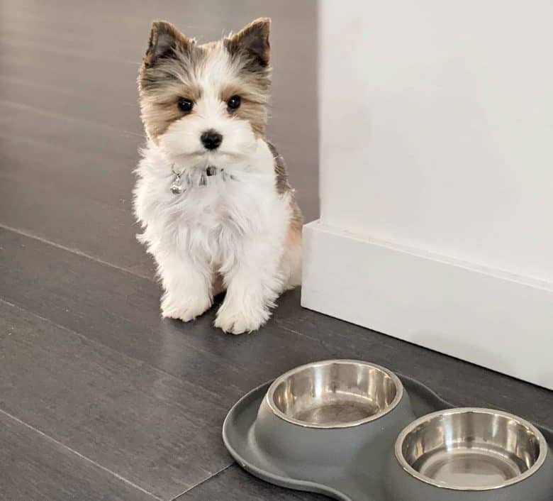 A Parti Yorkie sitting with empty dog bowls