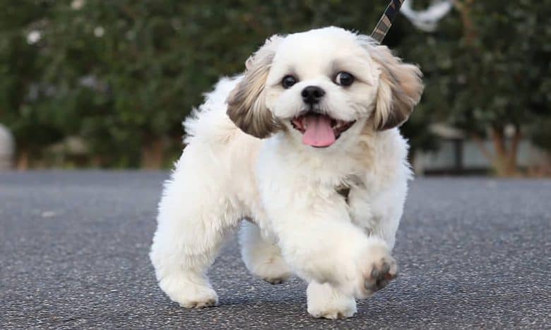 Pekingese and Shih Tzu mix dog walking outside