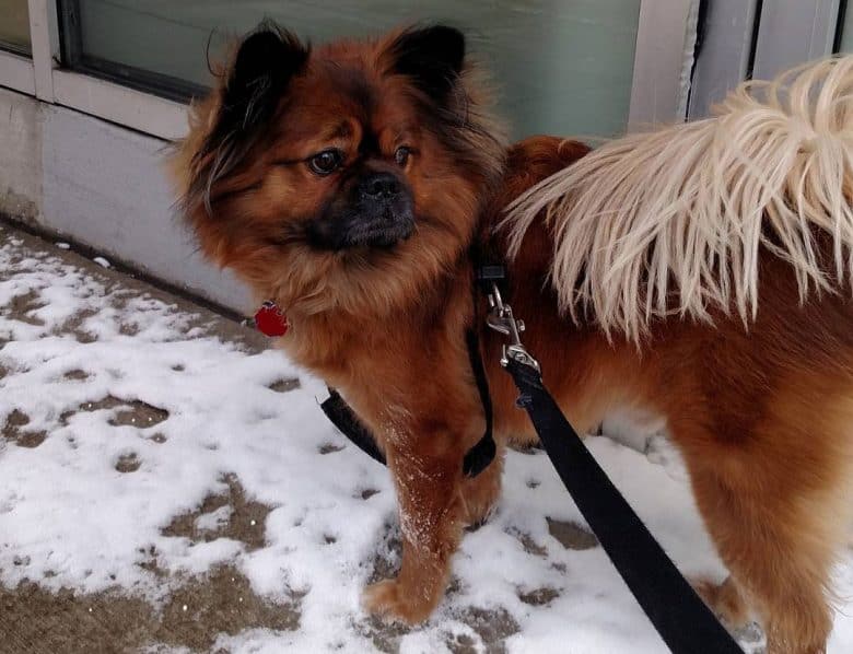 Pekingese Chow Chow mix dog staying outside