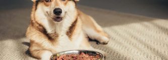 19 of the Best Dog Food for Corgis
