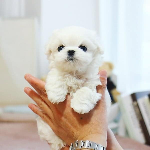 A person holding a cute Teacup Maltese dog