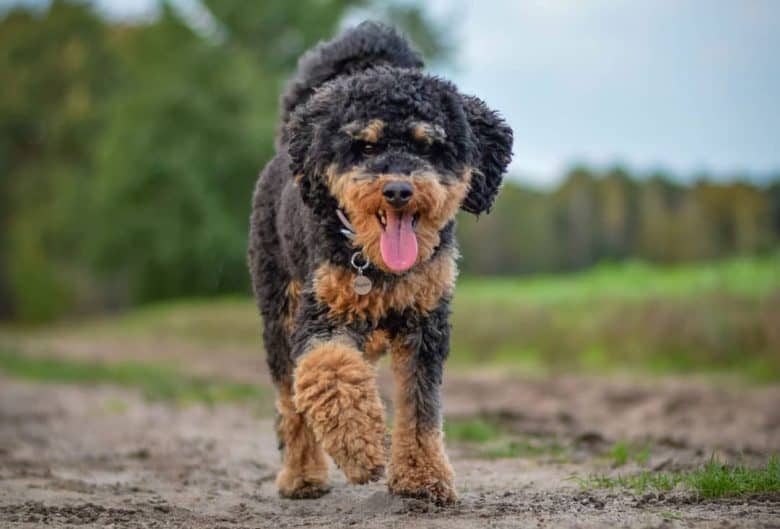 Phantom Poodle dog walking in a field