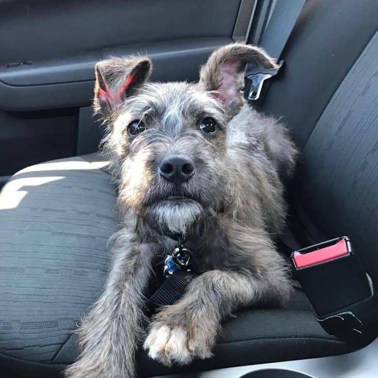 Catahoula sales schnauzer mix