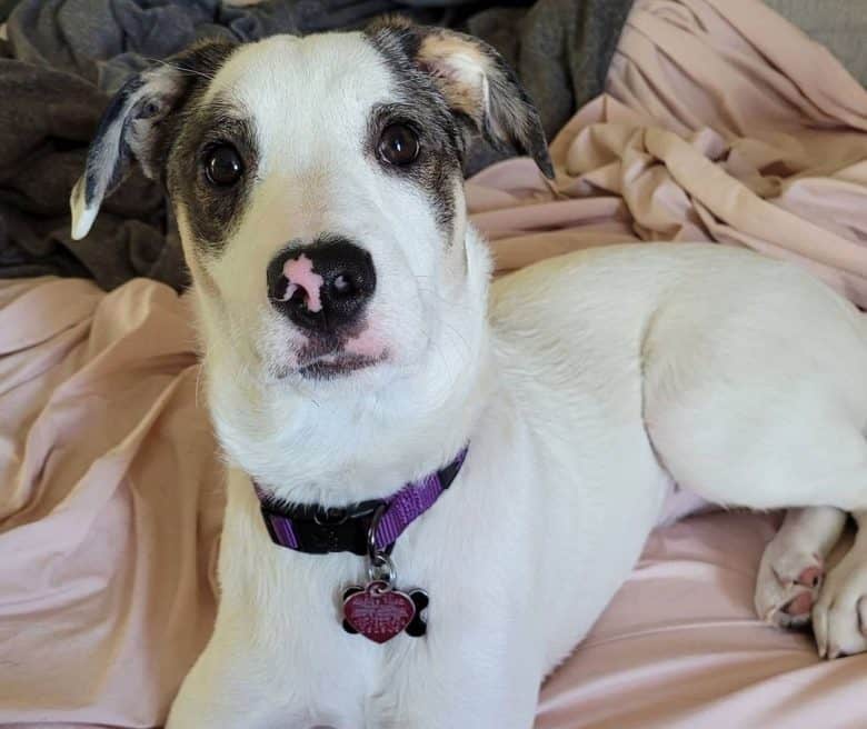 Pitbull and Shih Tzu mix dog portrait