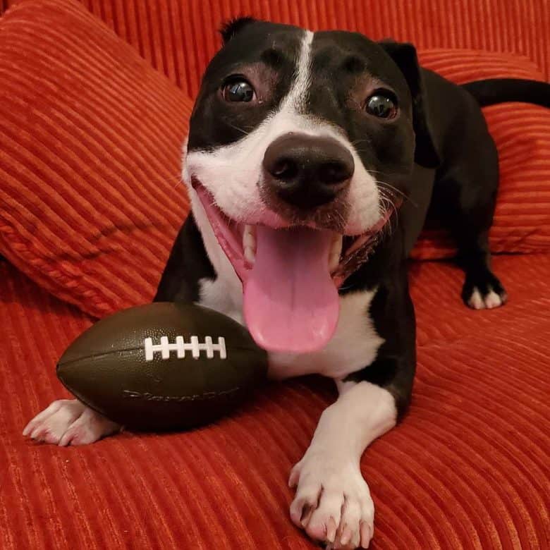 A Pitbull Dachshund mix smiling for having a football